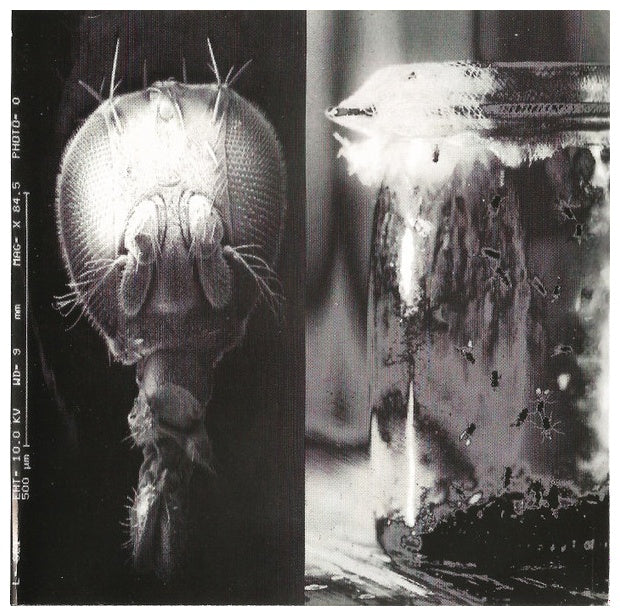 ALICE IN CHAINS - JAR OF FLIES | CD