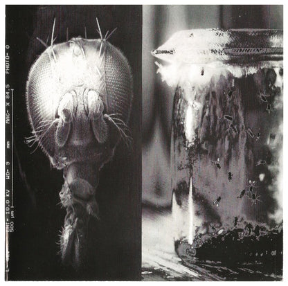 ALICE IN CHAINS - JAR OF FLIES | CD
