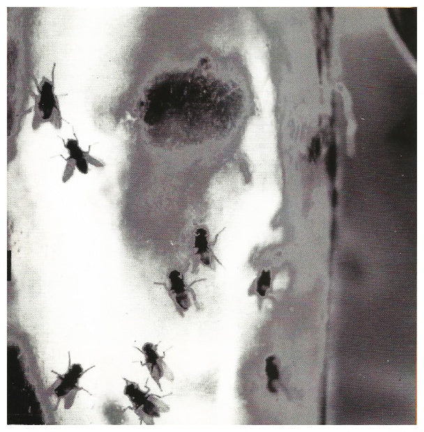 ALICE IN CHAINS - JAR OF FLIES | CD
